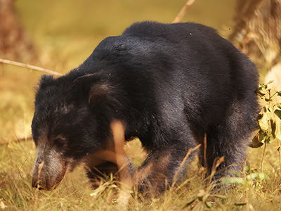 Luxury Wildlife Tours in Sri Lanka