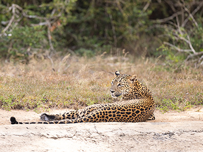 Luxury Wildlife Tours in Sri Lanka