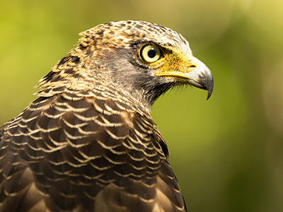 Luxury Wildlife Tours in Sri Lanka