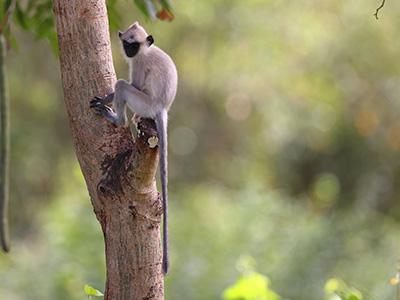 Luxury Wildlife Tours in Sri Lanka