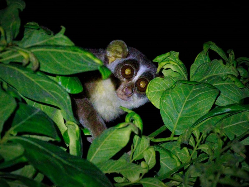 Luxury Wildlife Tours in Sri Lanka
