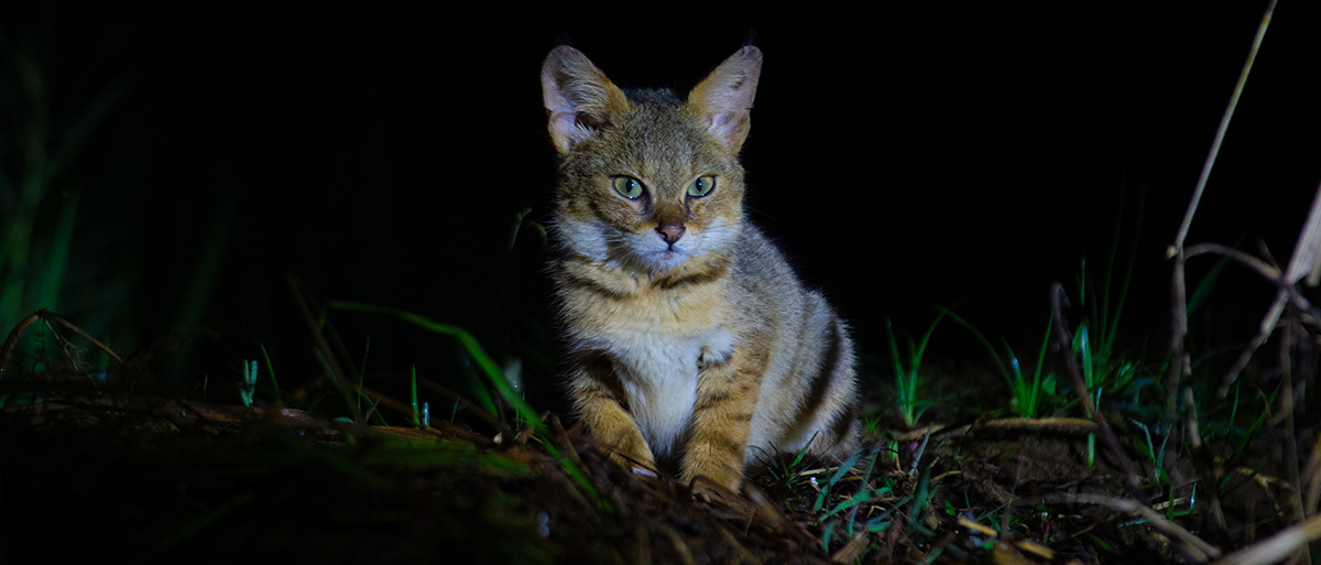 Ultimate Wildlife Tours in Sri Lanka
