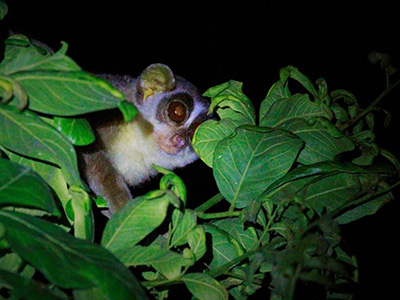 Ultimate Wildlife Tours in Sri Lanka