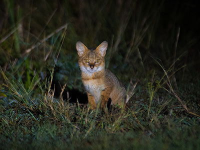 Ultimate Wildlife Tours in Sri Lanka