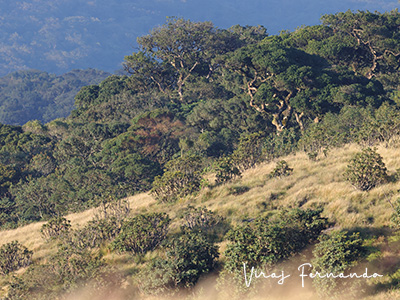 Ultimate Wildlife Tours in Sri Lanka