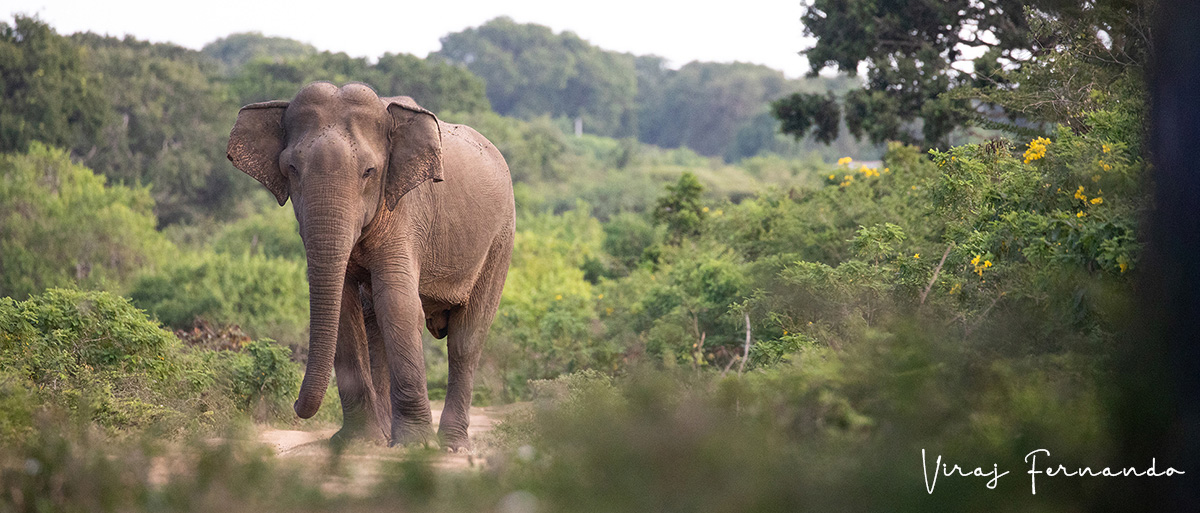 Ultimate Wildlife Tours in Sri Lanka