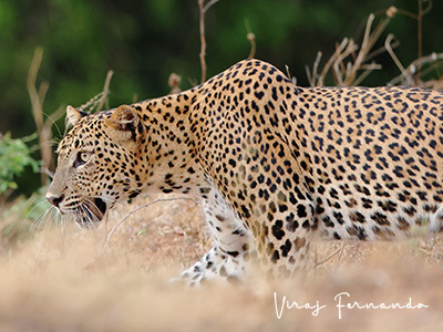Ultimate Wildlife Tours in Sri Lanka