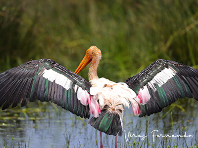 Ultimate Wildlife Tours in Sri Lanka