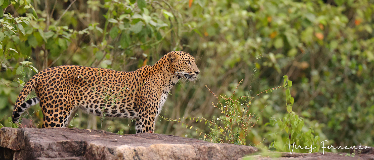 Ultimate Wildlife Tours in Sri Lanka