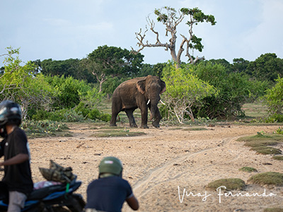 Ultimate Wildlife Tours in Sri Lanka