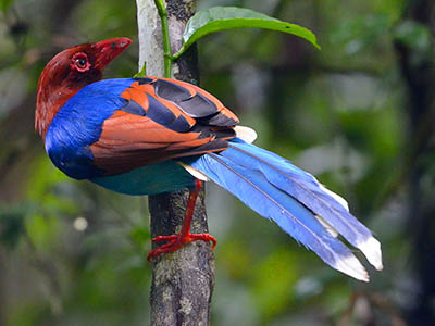 2 Weeks Wildlife & Birding Itinerary in Sri Lanka