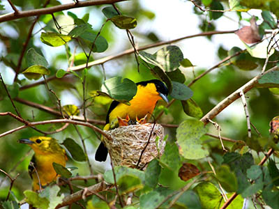 2 Weeks Wildlife & Birding Itinerary in Sri Lanka
