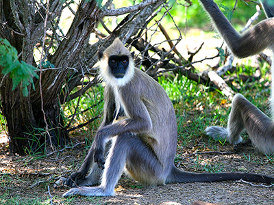 2 Weeks Wildlife & Birding Itinerary in Sri Lanka