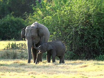 2 Weeks Wildlife & Birding Itinerary in Sri Lanka