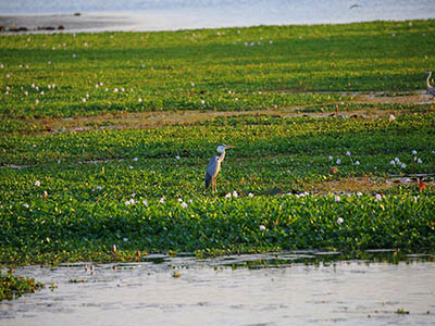 2 Weeks Wildlife & Birding Itinerary in Sri Lanka