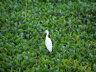 2 Weeks Wildlife & Birding Itinerary in Sri Lanka