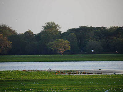 2 Weeks Wildlife & Birding Itinerary in Sri Lanka