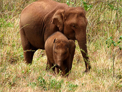 2 Weeks Wildlife & Birding Itinerary in Sri Lanka