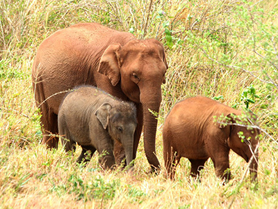 2 Weeks Wildlife & Birding Itinerary in Sri Lanka