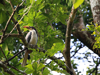 2 Weeks Wildlife & Birding Itinerary in Sri Lanka