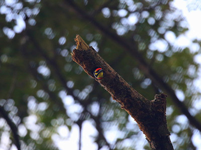2 Weeks Wildlife & Birding Itinerary in Sri Lanka