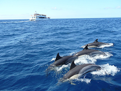 2 Weeks Wildlife & Birding Itinerary in Sri Lanka