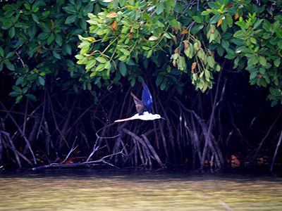 2 Weeks Wildlife & Birding Itinerary in Sri Lanka