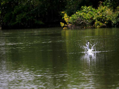 2 Weeks Wildlife & Birding Itinerary in Sri Lanka