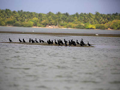 2 Weeks Wildlife & Birding Itinerary in Sri Lanka