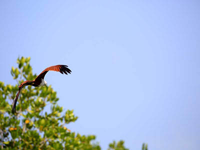 2 Weeks Wildlife & Birding Itinerary in Sri Lanka