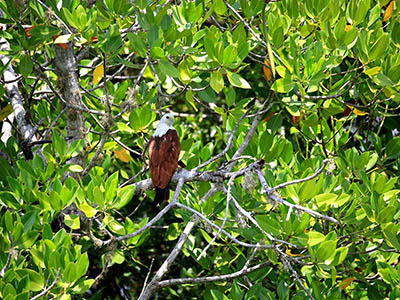 2 Weeks Wildlife & Birding Itinerary in Sri Lanka