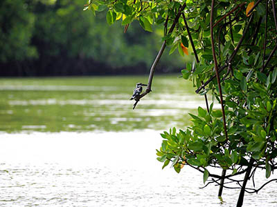 2 Weeks Wildlife & Birding Itinerary in Sri Lanka
