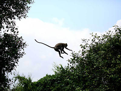 2 Weeks Wildlife & Birding Itinerary in Sri Lanka