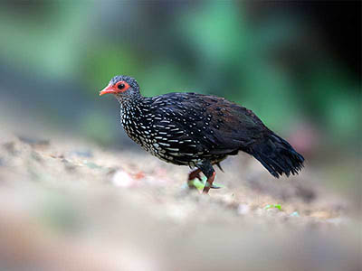 2 Weeks Wildlife & Birding Itinerary in Sri Lanka