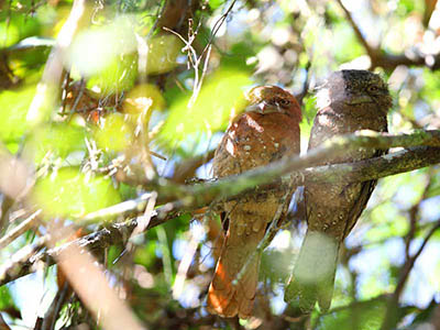 2 Weeks Wildlife & Birding Itinerary in Sri Lanka
