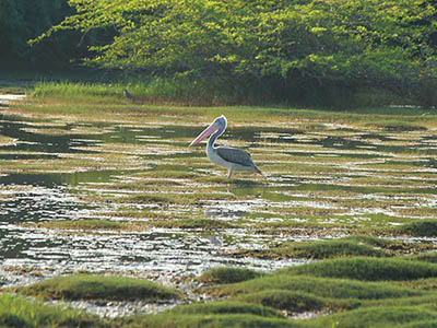 2 Weeks Wildlife & Birding Itinerary in Sri Lanka