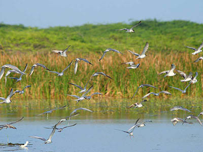 2 Weeks Wildlife & Birding Itinerary in Sri Lanka