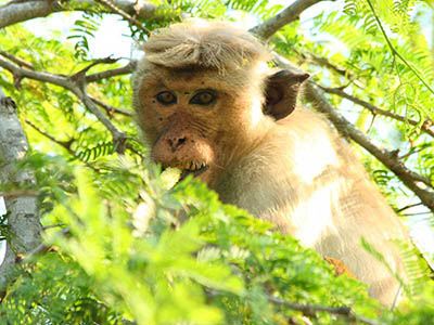 2 Weeks Wildlife & Birding Itinerary in Sri Lanka