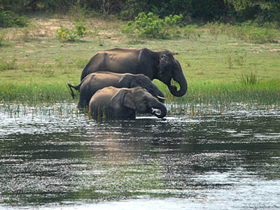 2 Weeks Wildlife & Birding Itinerary in Sri Lanka