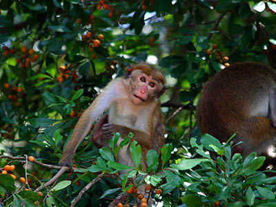 2 Weeks Wildlife & Birding Itinerary in Sri Lanka