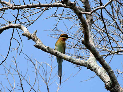 2 Weeks Wildlife & Birding Itinerary in Sri Lanka