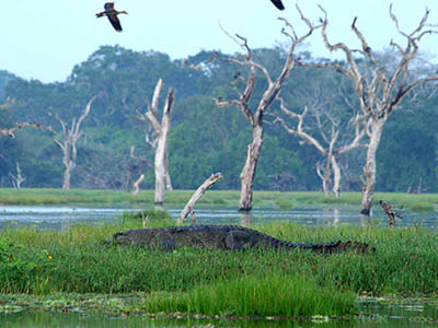 2 Weeks Wildlife & Birding Itinerary in Sri Lanka