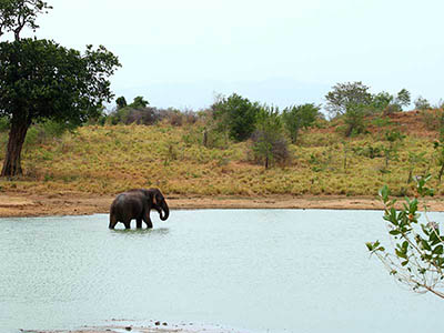 2 Weeks Wildlife & Birding Itinerary in Sri Lanka