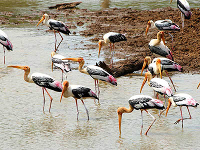 2 Weeks Wildlife & Birding Itinerary in Sri Lanka