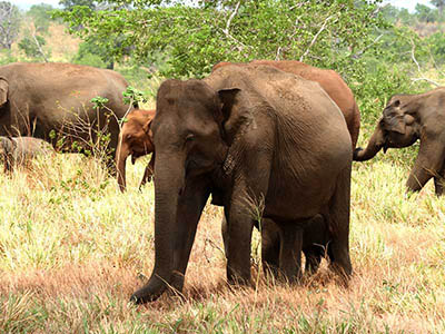 2 Weeks Wildlife & Birding Itinerary in Sri Lanka