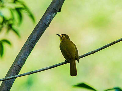 2 Weeks Wildlife & Birding Itinerary in Sri Lanka
