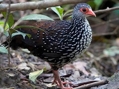 2 Weeks Wildlife & Birding Itinerary in Sri Lanka