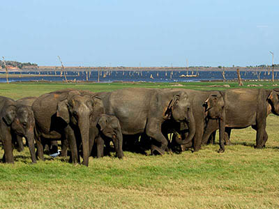 2 Weeks Wildlife & Birding Itinerary in Sri Lanka