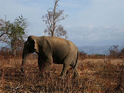 Birding & Wildlife Tours in Sri Lanka