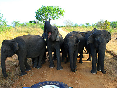 Birding & Wildlife Tours in Sri Lanka